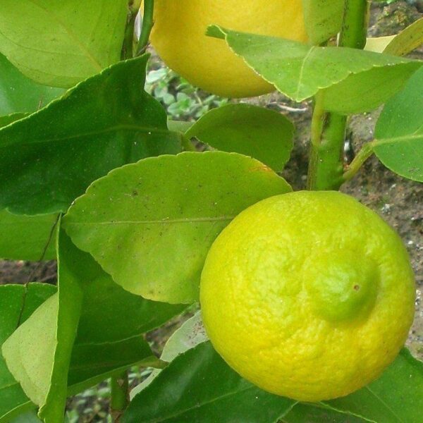 Eterično olje bergamotka - Citrus bergamia