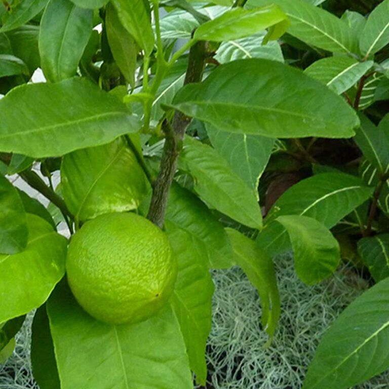 Eterično olje bergamotka - Citrus bergamia