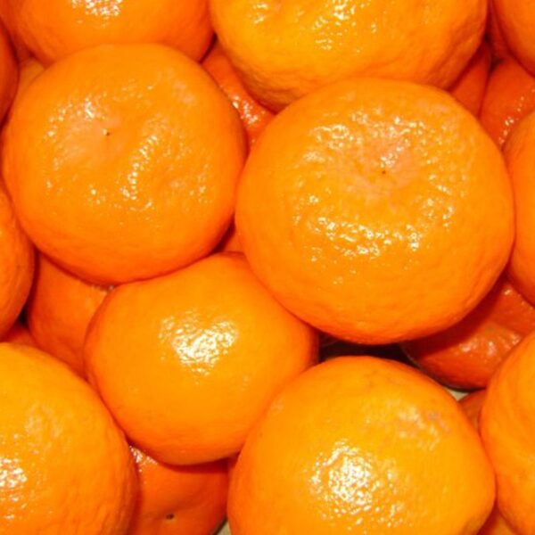 Eterično olje mandarina - Citrus reticulata