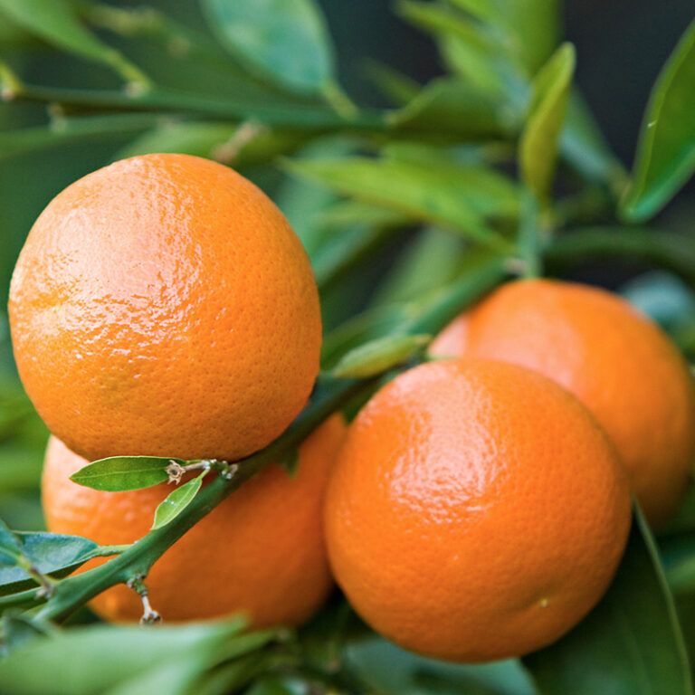 Eterično olje mandarina - Citrus reticulata