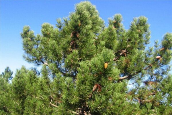 Eterično olje obmorski bor - Pinus Pinaster