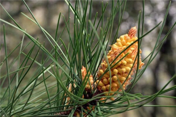 Eterično olje obmorski bor - Pinus Pinaster