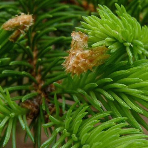 Eterično olje smreka - Picea communis