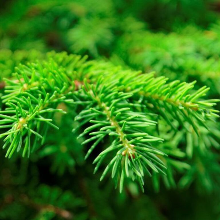 Eterično olje smreka - Picea communis