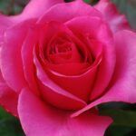 Eterično olje damaščanska vrtnica