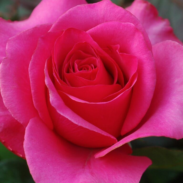 Eterično olje damaščanska vrtnica