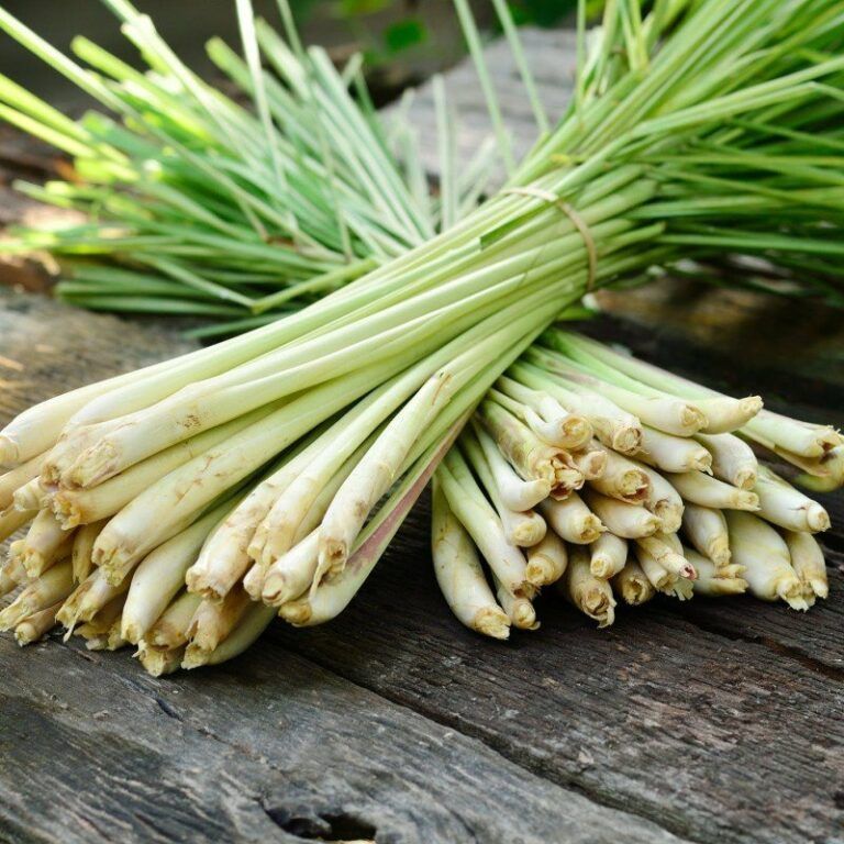 Florihana eterično olje limonske trave - lemongrass