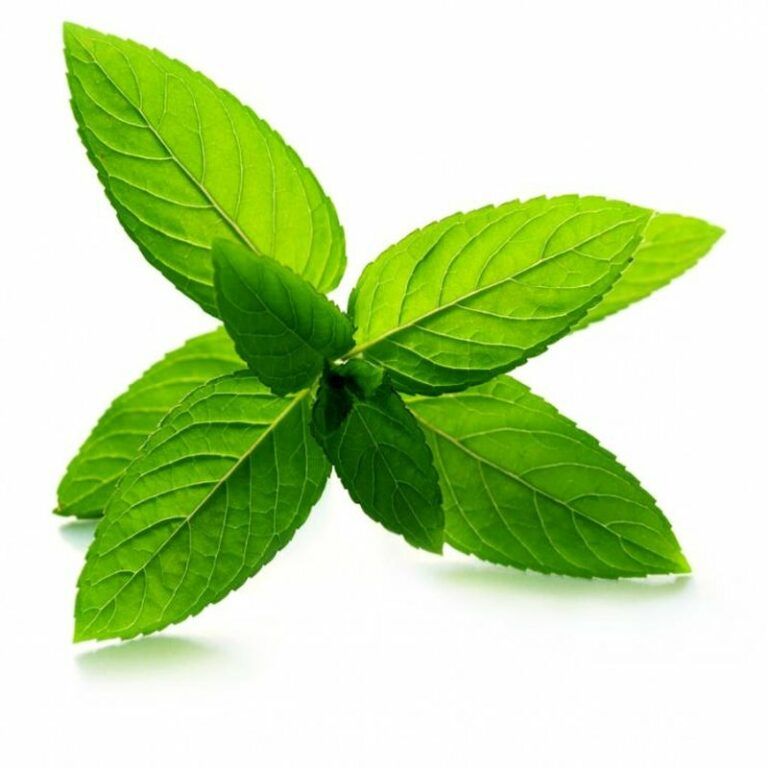 Eterično olje poprova meta