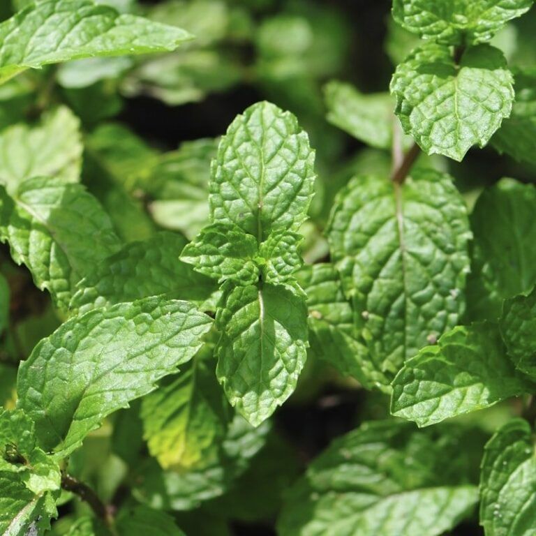 Eterično olje poprova meta