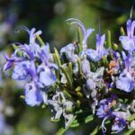 Eterično olje rožmarin kt. cineol - Rosmarinus officinalis ct. cineol