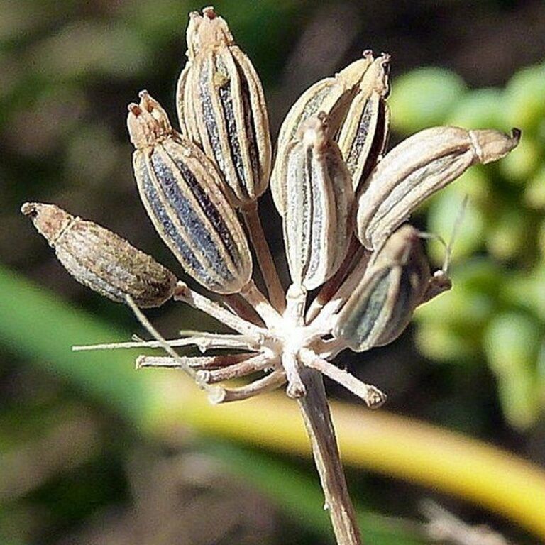 Eterično olje sladki komarček - Foeniculum vulgare