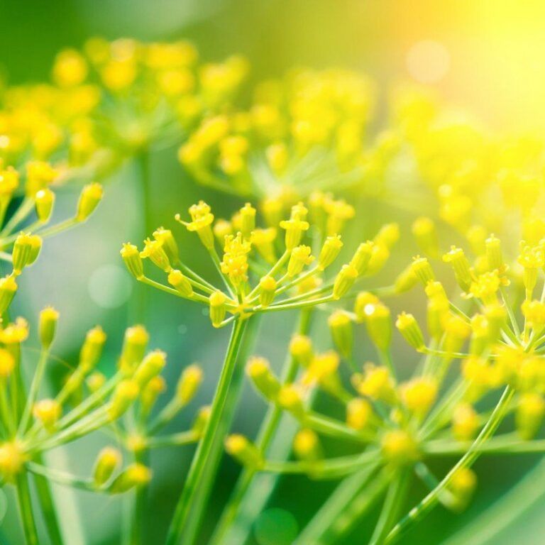 Eterično olje sladki komarček - Foeniculum vulgare