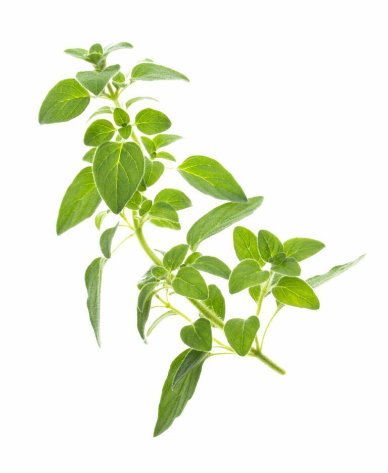 semena-za-pametni-vrt-mix-origano-1 Tregren semena za pametni vrt - origano