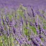 Eterično olje sivka - lavandin super