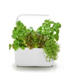 Pametni kuhinjski vrtiček T6 z zelišči