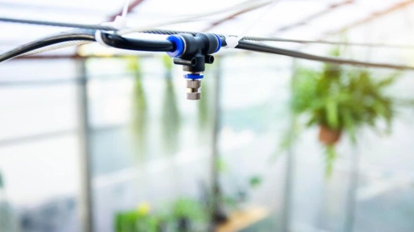 mini rastljinjak namakanje